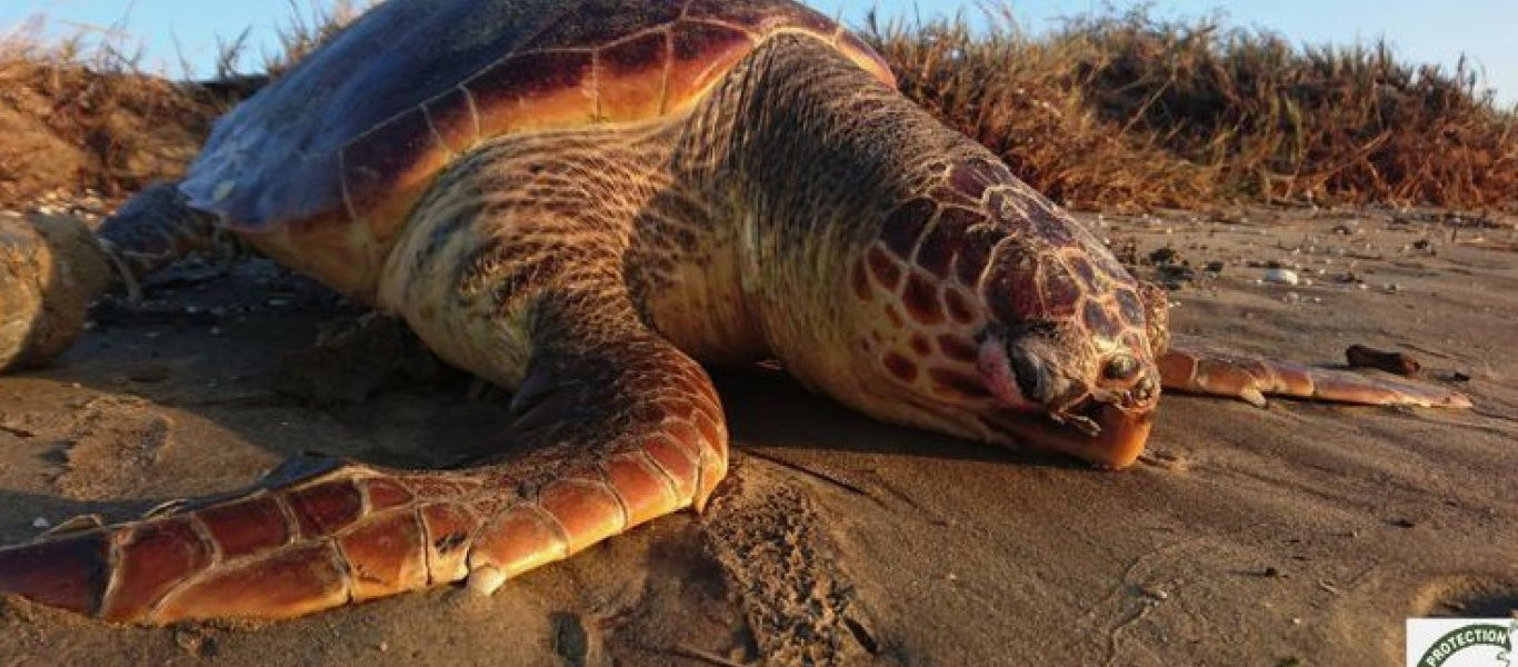 Κρήτη: Γεννήθηκαν τα πρώτα μωρά caretta caretta της χρονιάς